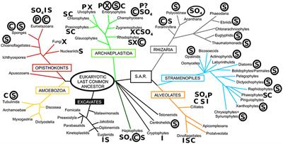 Competition between Silicifiers and Non-silicifiers in the Past and Present Ocean and Its Evolutionary Impacts